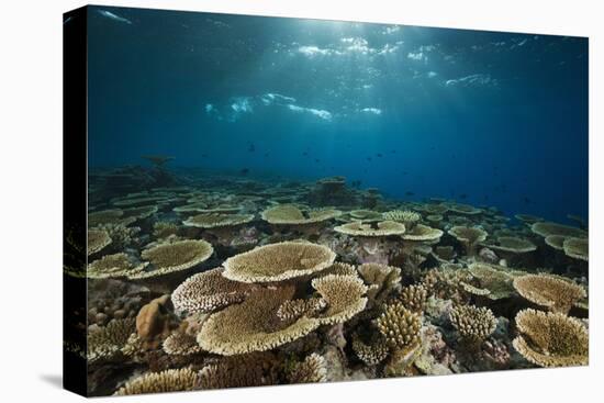 Table Corals (Acropora)-Reinhard Dirscherl-Premier Image Canvas