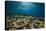 Table Corals (Acropora)-Reinhard Dirscherl-Premier Image Canvas