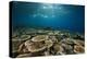 Table Corals (Acropora)-Reinhard Dirscherl-Premier Image Canvas