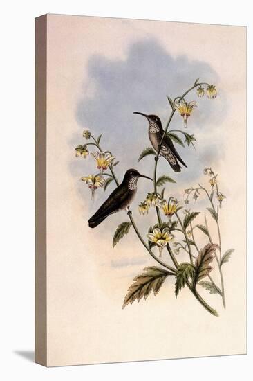 Taczanowski's Emerald, Agyrtria Taczanowskii-John Gould-Premier Image Canvas