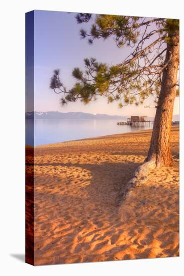Tahoe Lake Tree-Vincent James-Premier Image Canvas