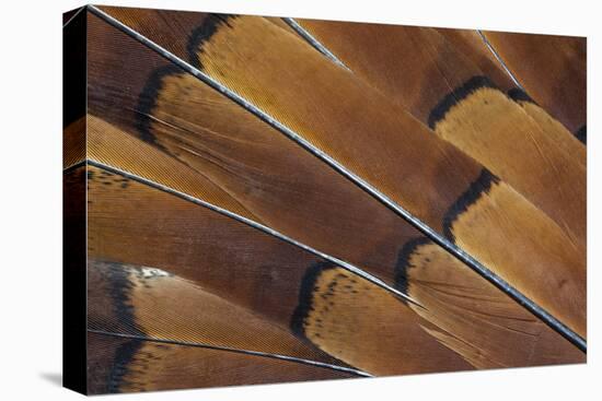 Tail Feathers of Cooper Pheasant-Darrell Gulin-Premier Image Canvas