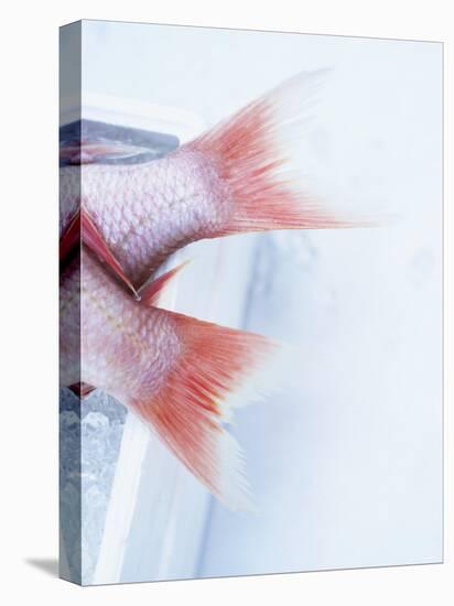 Tail Fins of Two Blue Spotted Seabream-Marc O^ Finley-Premier Image Canvas