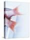 Tail Fins of Two Blue Spotted Seabream-Marc O^ Finley-Premier Image Canvas