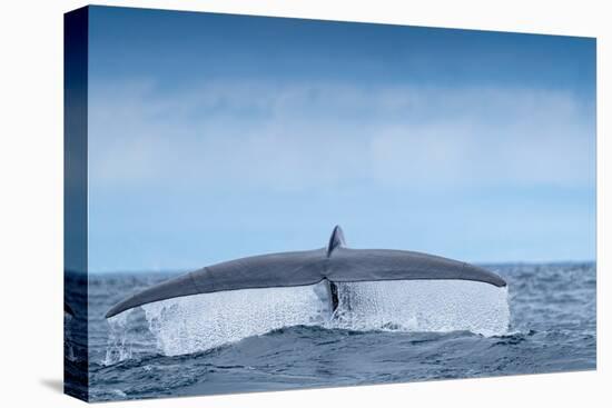 Tail fluke of Blue whale  diving, Atlantic Ocean-Franco Banfi-Premier Image Canvas