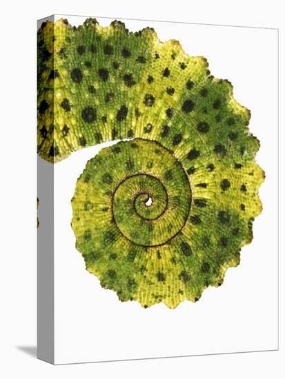 Tail of Meller's Chameleon-Martin Harvey-Premier Image Canvas