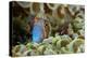 Tail-spot blenny peering out from amongst the coral-Magnus Lundgren-Premier Image Canvas