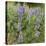 Tailcup Lupines, Cerrososo Canyon, New Mexico-Maresa Pryor-Premier Image Canvas