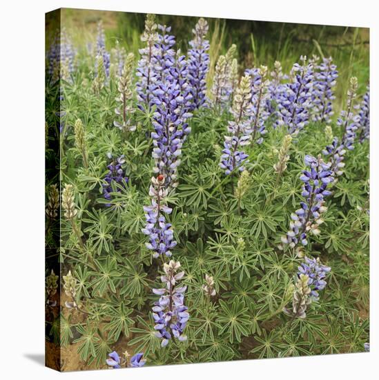 Tailcup Lupines, Cerrososo Canyon, New Mexico-Maresa Pryor-Premier Image Canvas
