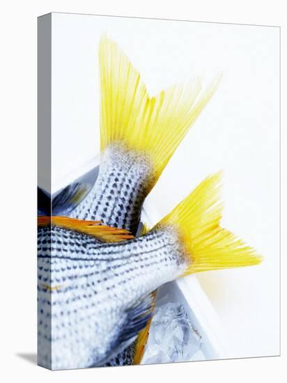 Tails of Two Yellowfin Seabream-Marc O^ Finley-Premier Image Canvas