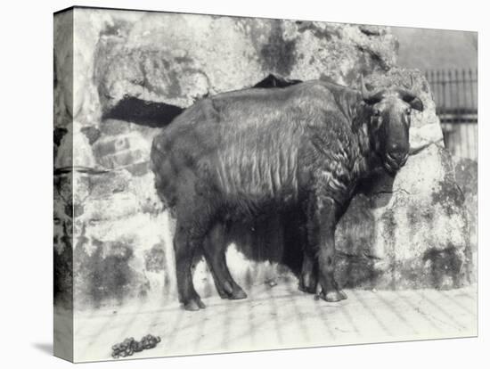 Takin, also known as Cattle Chamois or Gnu Goat, in London Zoo-Frederick William Bond-Premier Image Canvas