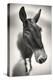 Talking to Me-Ben Heine-Premier Image Canvas