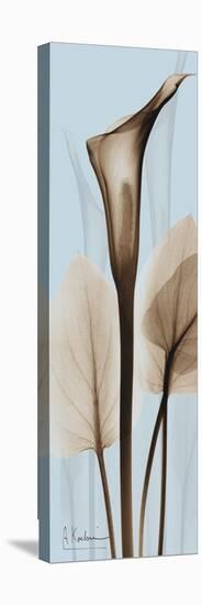 Tall Brown Calla Lily-Albert Koetsier-Stretched Canvas