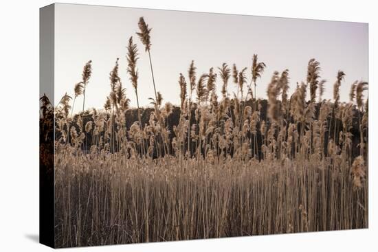 Tall Common Reed Stems Dancing in Wind-Sanghwan Kim-Premier Image Canvas