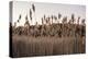 Tall Common Reed Stems Dancing in Wind-Sanghwan Kim-Premier Image Canvas