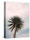 Tall Palm-PhotoINC Studio-Stretched Canvas