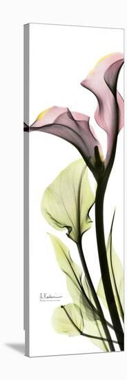 Tall Pink Calla Lily-Albert Koetsier-Stretched Canvas