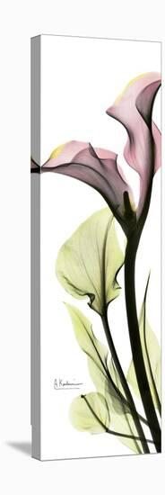 Tall Pink Calla Lily-Albert Koetsier-Stretched Canvas