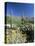 Tall Saguaro Cacti (Cereus Giganteus) in Desert Landscape, Sabino Canyon, Tucson, USA-Ruth Tomlinson-Premier Image Canvas