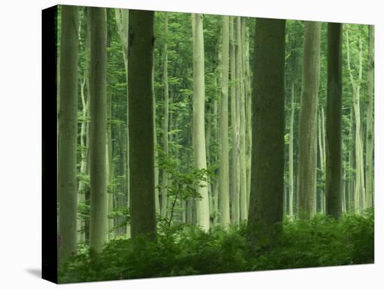 Tall Straight Trunks on Trees in Woodland in the Forest of Lyons, in Eure, Haute Normandie, France-Michael Busselle-Premier Image Canvas