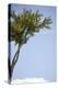 Tall Tree-Karyn Millet-Premier Image Canvas