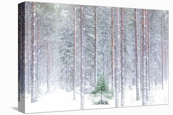 Tall trees in the snowy woods shrouded in the morning mist, Alaniemi, Rovaniemi, Lapland region, Fi-Roberto Moiola-Premier Image Canvas