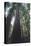 Tall Trees-DLILLC-Premier Image Canvas