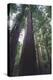 Tall Trees-DLILLC-Premier Image Canvas