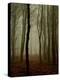 Tall Woods-David Baker-Premier Image Canvas