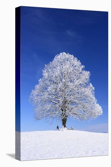 Tallness Old Lime-Tree with Hoarfrost in Winter in Bavaria-Wolfgang Filser-Premier Image Canvas