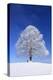 Tallness Old Lime-Tree with Hoarfrost in Winter in Bavaria-Wolfgang Filser-Premier Image Canvas