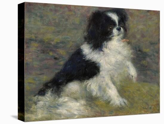Tama, the Japanese Dog, C.1876 (Oil on Canvas)-Pierre Auguste Renoir-Premier Image Canvas