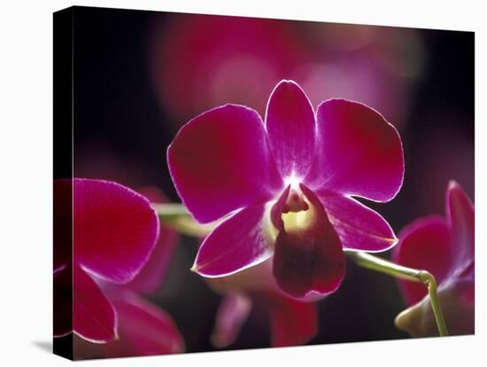 Taman Orchid, Kuala Lumpur, Malaysia-Michele Molinari-Premier Image Canvas