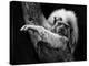 Tamarin-SD Smart-Premier Image Canvas