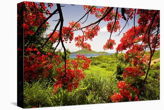Tamarind Bay View, Culebra Island, Puerto Rico-George Oze-Premier Image Canvas