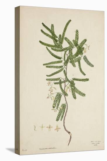 Tamarindus Indica Linn, 1800-10-null-Premier Image Canvas