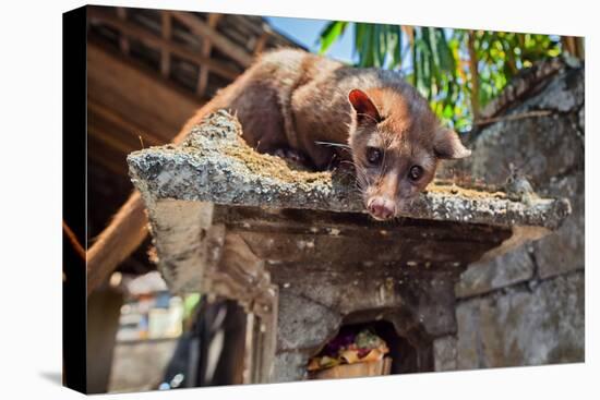 Tame Luwak Sitting on Temple Top - Wild Viverra Living in Forests on Bali Island, Make Most Expensi-Tropical studio-Premier Image Canvas
