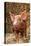 Tamworth Piglet in Straw-null-Premier Image Canvas