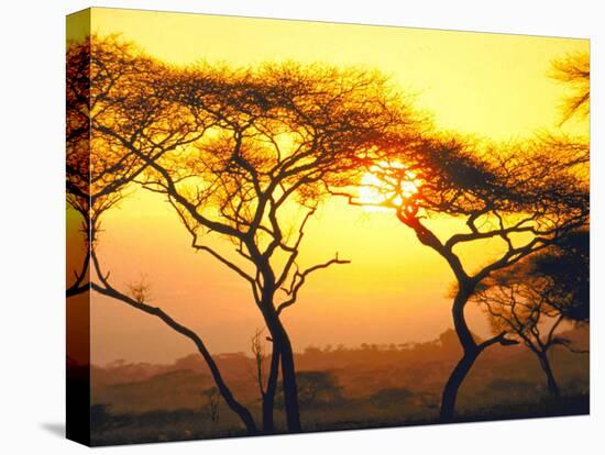 Tanganyika Thorn Trees with Brilliant Sunset in Background at Serengeti National Park-Loomis Dean-Premier Image Canvas