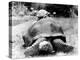 Tank the Giant Tortoise, London Zoo, 180 Kilos, 80 Years Old, on Top is Tiki a Small Tortoise-null-Premier Image Canvas