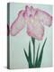 Tanka No-Koe Book of a Pink Iris-Stapleton Collection-Premier Image Canvas