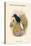 Tanysiptera Carolinae - Blue-Breatsed Kingfisher-John Gould-Stretched Canvas