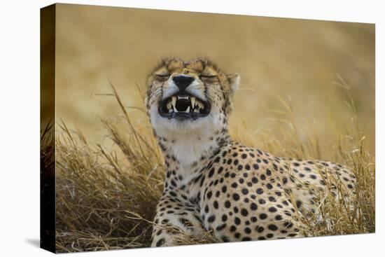 Tanzania, Africa. Cheetah yawning after hunt on the plains of the Serengeti National Park-Ralph H. Bendjebar-Premier Image Canvas