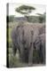 Tanzania, Africa. Mother African Elephant an young.-Karen Ann Sullivan-Premier Image Canvas