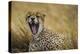 Tanzania. Cheetah yawning after a hunt on the plains of the Serengeti National Park.-Ralph H. Bendjebar-Premier Image Canvas