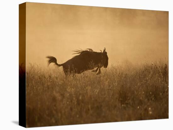 Tanzania, Serengeti; a Gnu Leaps Through the Grass-Niels Van Gijn-Premier Image Canvas