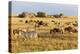 Tanzania, The Serengeti. Herd animals graze together on the plains with kopjes in the distance.-Ellen Goff-Premier Image Canvas