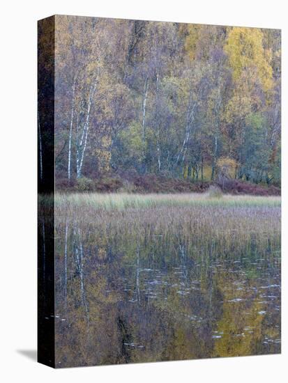 Tapestry-Doug Chinnery-Premier Image Canvas