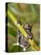 Tapichalaca Tree Frog, Tapichalaca Biological Reserve, Zamora-Chinchipe, Ecuador-Pete Oxford-Premier Image Canvas