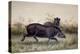 Tapir, 1880-Joseph Wolf-Premier Image Canvas